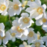 signification-fleurs-blanche